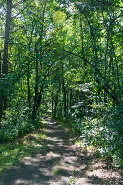 Batı Minnesota 'daki Inspiration Peak State Park' taki ormandan geçen yol.. 