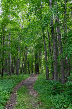 Yazın Minnesota, Pelikan Rapids yakınlarında Maplewood Eyalet Parkı 'nda yürüyüş yolu..