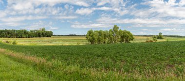 Amerika Birleşik Devletleri 'nin orta kesimindeki Minnesota kırsalındaki farklı ekinlerle verimli kırsal kesimin panoramik görüntüsü.