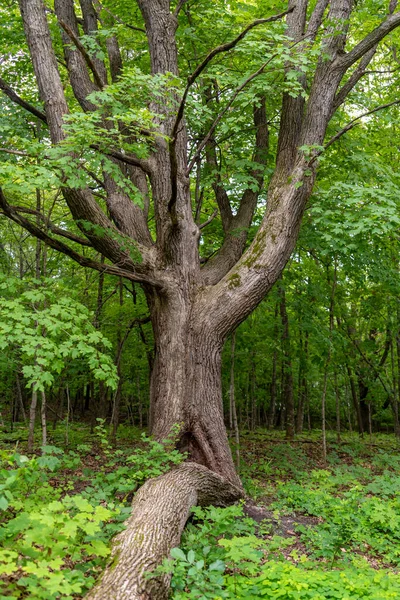 Interesting tree along the path in Maplewood State Park in the summer near Pelican Rapids, Minnesota.