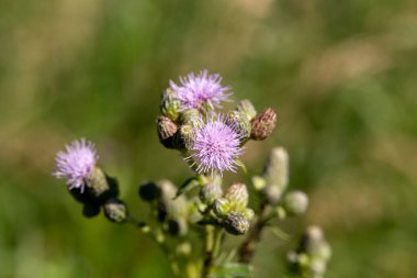 Creeping Thistle 'a yakın, Cirsium Minnesota, ABD kırsalında küçük mor bir devedikeni uyandırır..