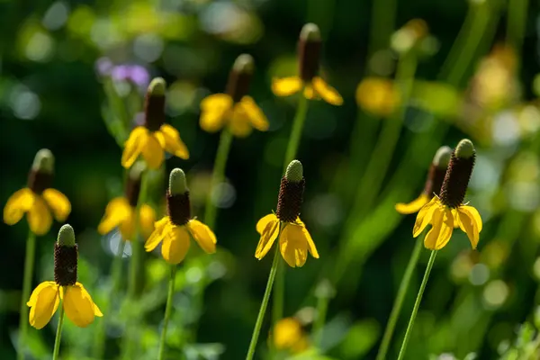 Koyu koni şeklindeki sarı kır çiçekleri Prairie Coneflower bilimsel adı Ratibida columnifera kırsal Minnesota, ABD 'de yetişiyor..
