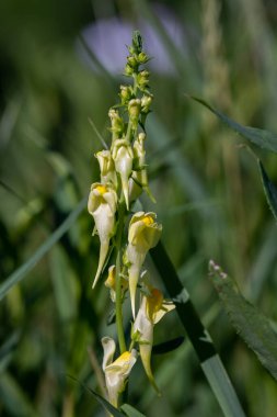 Sarı Toadflax bilimsel adı Linarea vulgaris kırsal Minnesota, ABD 'de bulunan küçük sarı bir kır çiçeği..