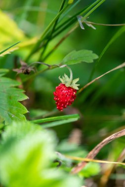 Minnesota, ABD kırsalında yabani çileklere yakın çekim.