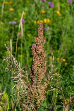 Uzun kıvırcık liman tohumları (Rumex Crispus), Amerika Birleşik Devletleri 'nin Minnesota kırsalındaki bir çayırda pembe çiçekli..