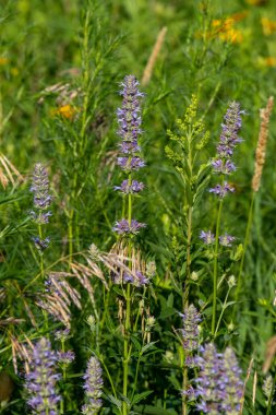 Agastache Scrophulariifolia 'nın mor çiçekleri, Amerika Birleşik Devletleri, Minnesota' da güneşli bir günde Mor Dev Hyssop.. 