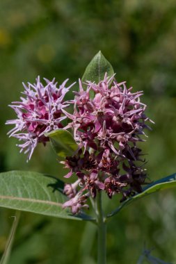 Gösterişli Milkweed bilimsel adı Asclepias sp. Minnesota, ABD kırsalında yetişen süslü bir yosun türü..