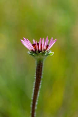 Amerika 'nın Minnesota kırsalında güneşli bir günde Echinacea' nın güzel pembe coneflower 'larını kapatıyoruz.