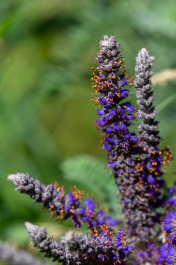 Çalının mor çiçeğini kapat Leadplant bilimsel adı Amorpha canescens Amerika Birleşik Devletleri 'nin Minnesota kırsalındaki bir çayırda büyüyor..