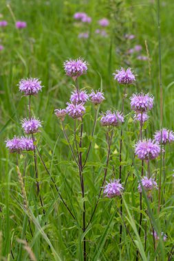 Mor Arı Merhemi, Minnesota kırsalında yetişen vahşi Bergamot, güneşli bir yaz gününde Birleşik Devletler.