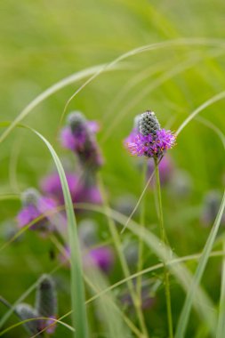 Amerika Birleşik Devletleri 'nin Minnesota kırsalındaki çayırlarda ve hendeklerde yetişen Mor Çayır Yoncası Dalea yaban çiçeğine yakın..