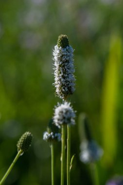 White Prairie Clover 'a yakın bilimsel adı Dalea Candida, Minnesota kırsalında, ABD.