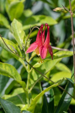 Vahşi Kızıl Kolomb 'un tek bir kırmızı ve sarı çiçeği veya Amerika Birleşik Devletleri' nin Minnesota kırsalındaki ağaçlık alanlarda yetişen Aquilegia kanadensis..
