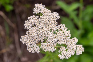 Amerika Birleşik Devletleri 'nin Minnesota kırsalında bulanık yeşil bir arka planda bulunan Yarrow (Achillea millefolium) çiçeğine yakın plan. 