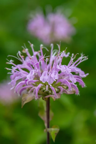 Close up of purple Bee Balm, wild Bergamot growing in rural Minnesota, United States on a sunny summer day.