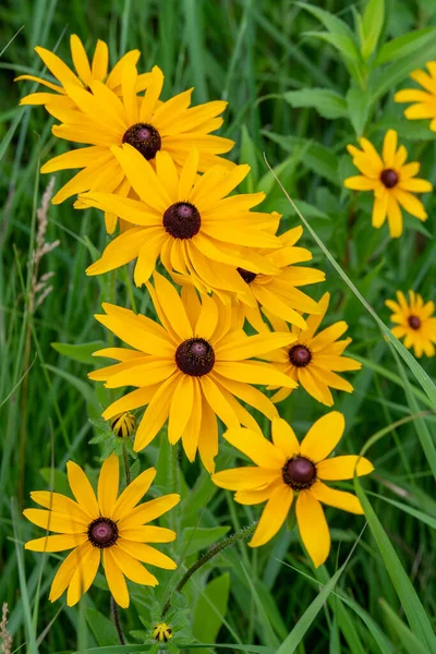 Beautiful Black Eyed Susan other name Rudbeckia fulgida growing wild in the countryside of rural Minnesota, United States.