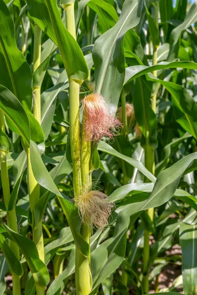 Young ears of corn on the stalk with corn silk shining in the sun in rural Minnesota, United States.