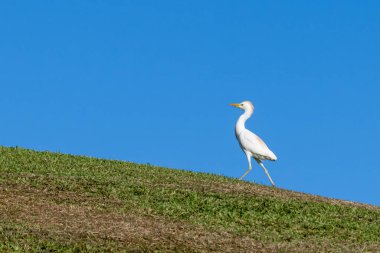 Beyaz ve bej renkli Egret (Bubulcus ibis), ABD 'nin Hawaii eyaletindeki Kauai adasında bir golf sahasında..