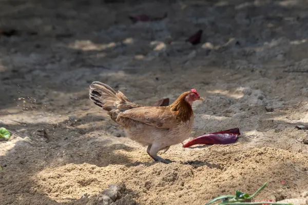 Kauai, Hawaii, ABD 'de deniz kenarında kumsalda yiyecek arayan vahşi kahverengi tavuk..