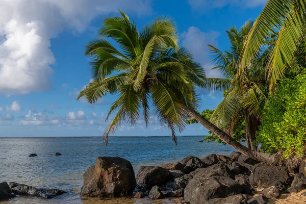 Beautiful landscape of coconut trees (Cocos nucifera) on Anini Beach on a beautiful sunny day in Kauai, Hawaii, United States.