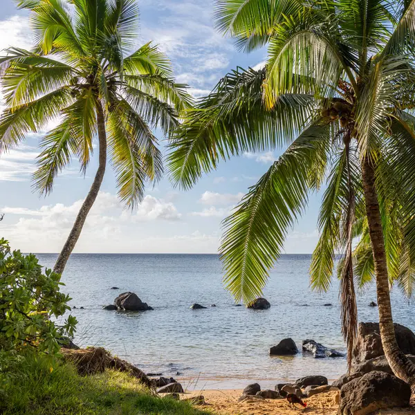 Beautiful landscape of coconut trees (Cocos nucifera) on Anini Beach on a beautiful sunny day in Kauai, Hawaii, United States.