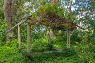 Kilauea, Kauai, Hawaii, ABD yakınlarındaki bir ormanda terk edilmiş bir kulübe..