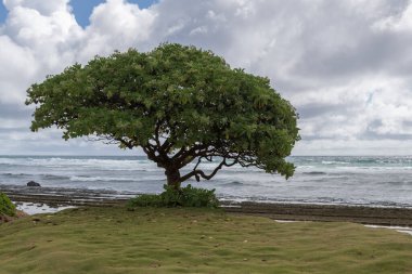 Hawaii, Kauai 'de Pasifik Okyanusu yakınlarında yalnız bir Heliotropium arboreum ağacı. Diğer isimleri Kadife Yaprak Asker Bush, Ağaç Heliotrope ve Ahtapot Bush..