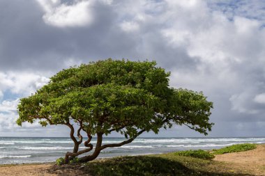 Hawaii, Kauai 'de Pasifik Okyanusu yakınlarında yalnız bir Heliotropium arboreum ağacı. Diğer isimleri Kadife Yaprak Asker Bush, Ağaç Heliotrope ve Ahtapot Bush..