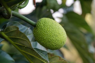 Ekmek meyvesi ağacının meyvesini kapatın bilimsel adı Artocarpus altilis Kauai, Hawaii, ABD.