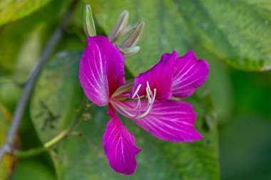 Bauhinia Orkide Ağacı 'nın çiçeğine yakın. Namı diğer Kelebek Ağacı, Kauai, Hawaii, ABD..