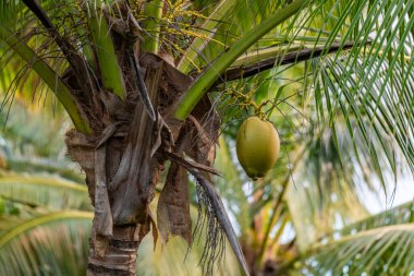 Amerika Birleşik Devletleri 'nin Hawaii eyaletinde, Kauai' de, Cocos nucifera adında bulanık geçmişi olan bir hindistan cevizi ağacının yakınında..