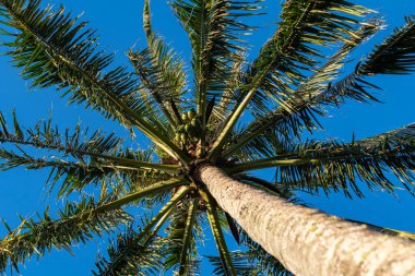 Bir hindistan cevizi ağacına bakarak mavi gökyüzü bilimsel adıyla Cocos nucifera Kauai, Hawaii, ABD 'de.