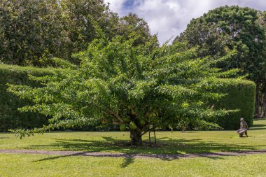 Güzel bir Calabash ağacı bilimsel adı Crescentia cujete Kauai, Hawaii, ABD 'de.