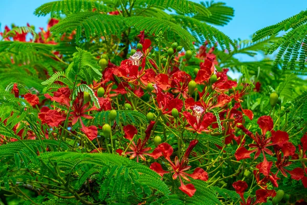 ハワイ カウアイ ハワイのデロニクスレジリアまたはロイヤルポチナと呼ばれる熱帯の木の赤い花の近く アメリカ合衆国 ロイヤリティフリーのストック写真