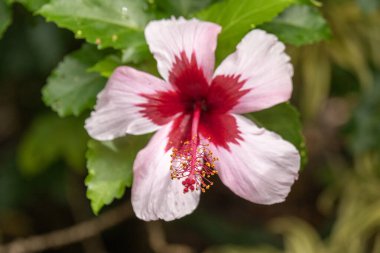 Amerika Birleşik Devletleri, Hawaii 'de, Kauai' de bulanık bir geçmişe karşı yeşil yapraklı pembe ve kırmızı bir amber çiçeği..