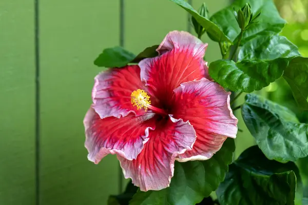 Amerika Birleşik Devletleri, Hawaii 'de, Kauai' de bulanık bir geçmişe karşı yeşil yapraklı pembe ve kırmızı bir amber çiçeği..