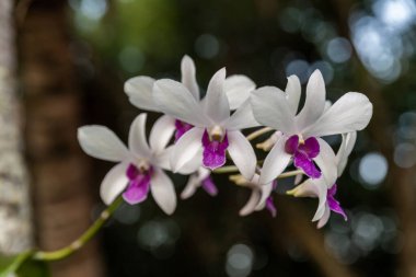 Kauai, Hawaii, ABD 'de doğal olarak bulanık arkaplanı olan güzel beyaz ve pembe orkideler.. 