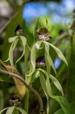 Kauai, Hawaii, ABD 'de doğal olarak bulanık arkaplanı olan güzel orkideler..