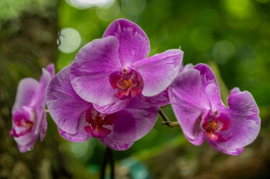 Kauai, Hawaii, ABD 'de doğal olarak bulanık arkaplanı olan güzel pembe orkideler..