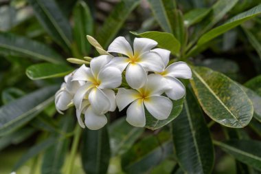 Güneşli bir günde Amerika Birleşik Devletleri, Hawaii, Kauai 'de beyaz ve sarı Plumeria ağaçlarına yakın durun..