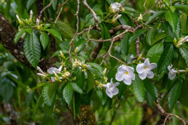 Güneşli bir günde Amerika Birleşik Devletleri, Hawaii, Kauai 'de beyaz ve sarı Plumeria ağaçlarına yakın durun..