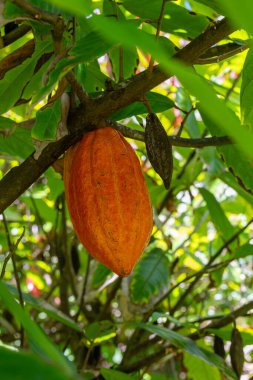 Kakao Ağacı şeklindeki renkli kapsülü kapatın. Bilimsel adı Theobroma kakao. Amerika Birleşik Devletleri 'nin Hawaii eyaletinin Kauai kentindeki bir parkta..