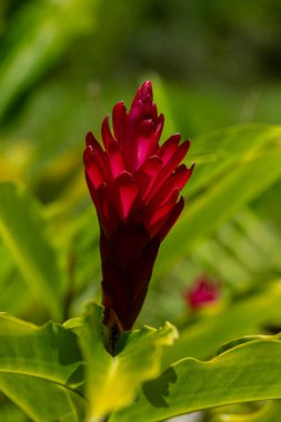 Kızıl Ginger bilimsel adı Alpinia purpurata 'nın parlak renkli çiçeği Amerika Birleşik Devletleri' nin Hawaii eyaletinin Kauai şehrinde yaygındır..