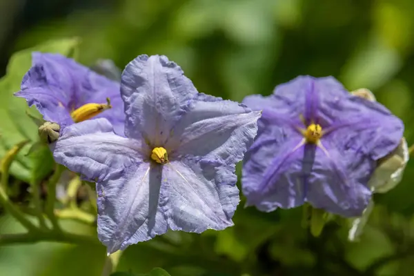 ビッターツイートナイトシェードの紫と黄色の花もまた ハワイ カウアイで栽培されている有毒な植物ソランダカマラ ストック写真