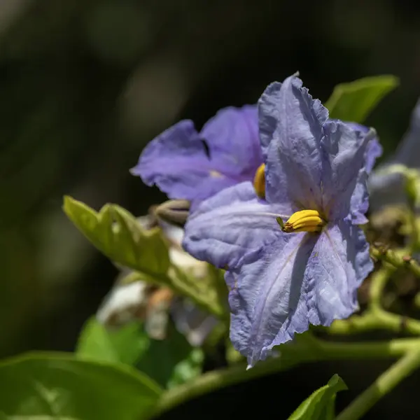 ビッターツイートナイトシェードの紫と黄色の花もまた ハワイ カウアイで栽培されている有毒な植物ソランダカマラ ロイヤリティフリーのストック画像