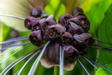 Beyaz Yarasa Çiçeği ya da Kaplan Bıyığı adında ilginç bir çiçek bilimsel adı Tacca integrifolia, Kauaii, Hawaii, ABD.