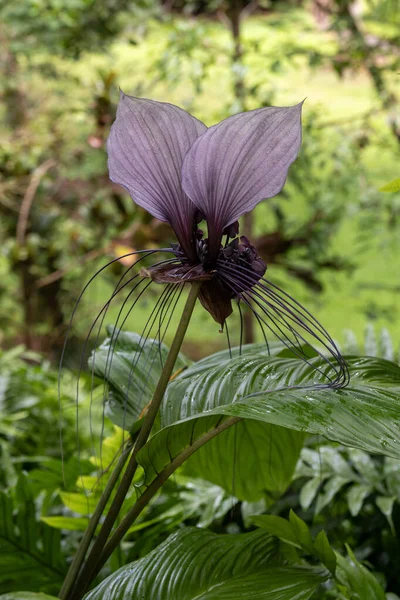 The interesting unique flower called White Bat Flower or Tiger\'s Whiskers scientific name Tacca integrifolia in Kauaii, Hawaii, United States.