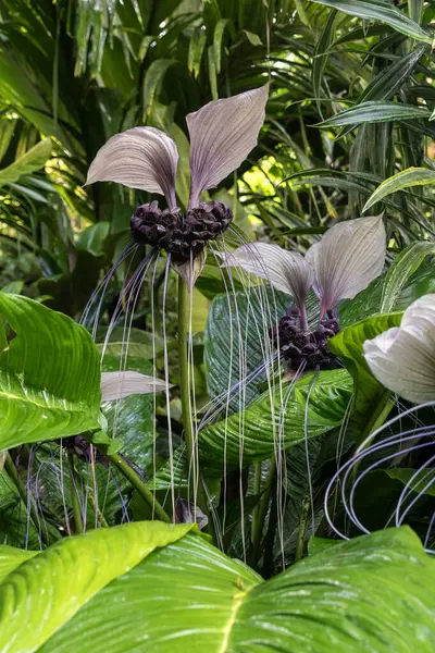 The interesting unique flower called White Bat Flower or Tiger\'s Whiskers scientific name Tacca integrifolia in Kauaii, Hawaii, United States.