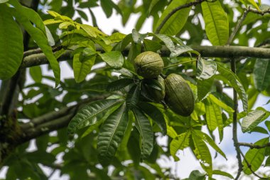 Bir dal ve birçok Malabar Kestanesi bilimsel adı Pachira aquatica, Kauai, Hawaii, ABD.