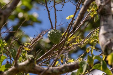 İlginç tropikal Noni Fruit bilimsel adı Morinda citrifolia, Kauai, Hawaii, ABD.